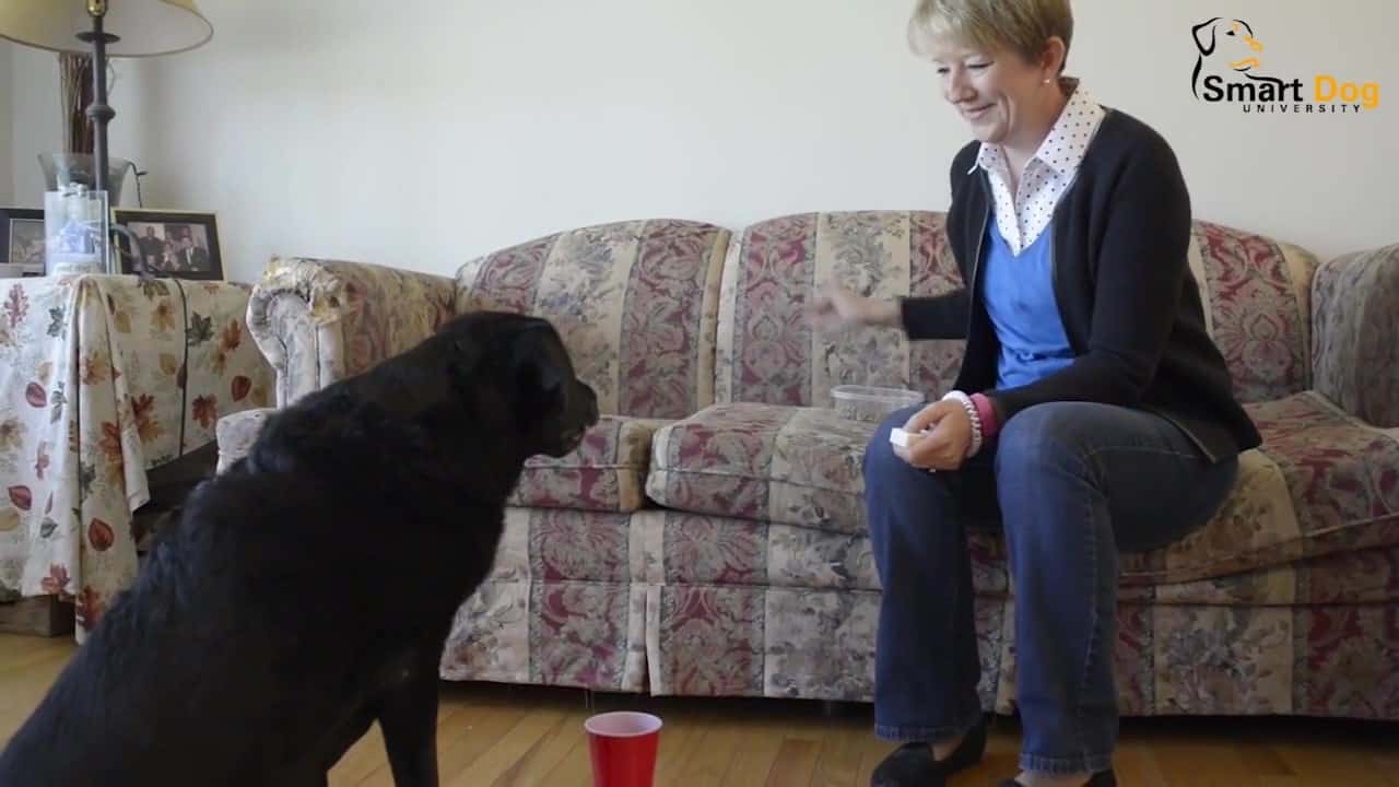 Featured image for “Teach Your Old Dog New Tricks”