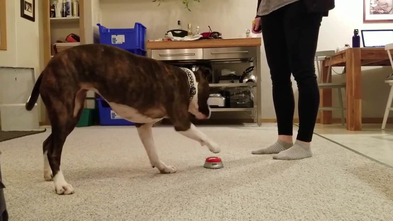 Featured image for “Teach a Paw Target”