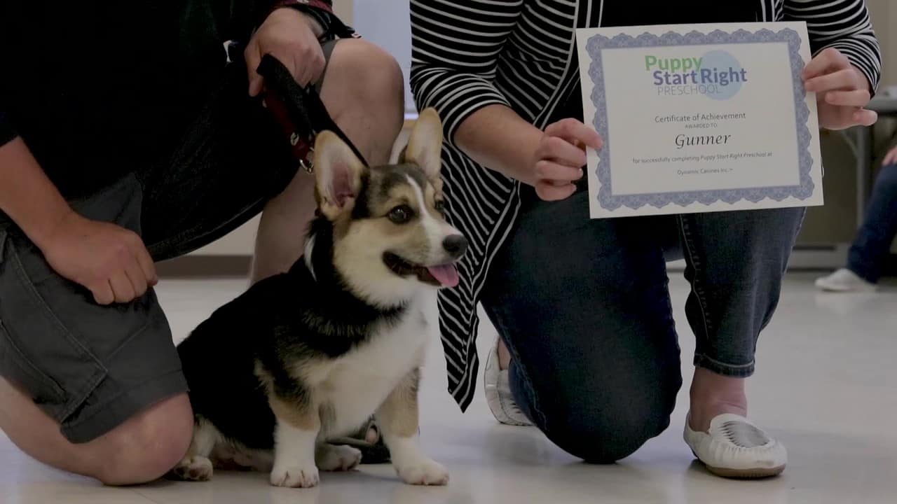 Featured image for “Help Puppies Get Started on the Right Paw… for Life”