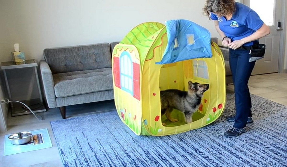 Featured image for “Puppy Socialization: Check It Out!”