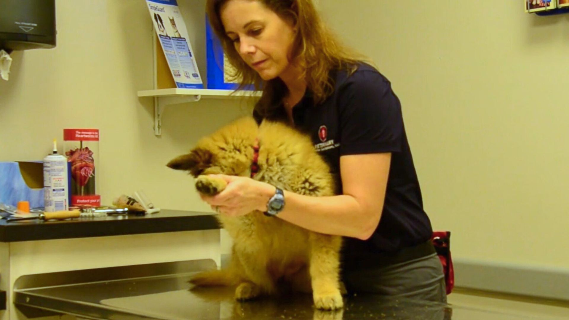 Featured image for “Puppy Socialization: Introduce Your Puppy to Handling”