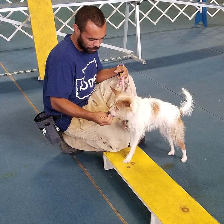 Set Your Dog Up for Success at Workshops