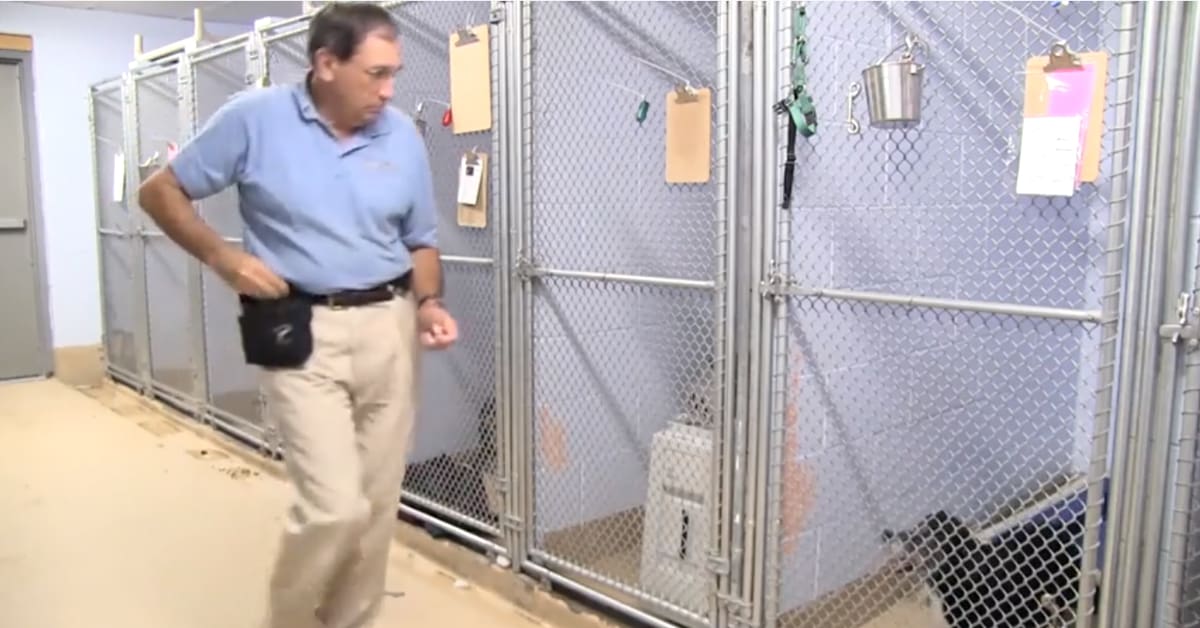 Featured image for “Make Your Shelter a Bark-Free Zone”