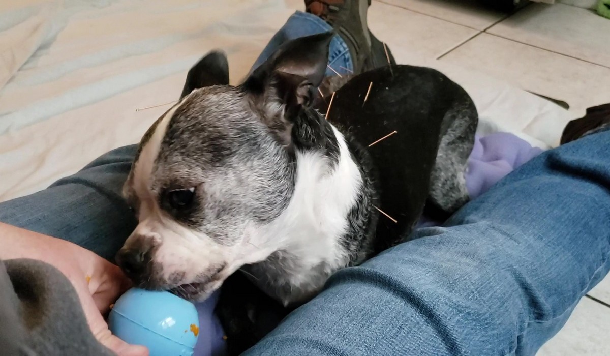 Featured image for “Stationing for Veterinary Procedures”