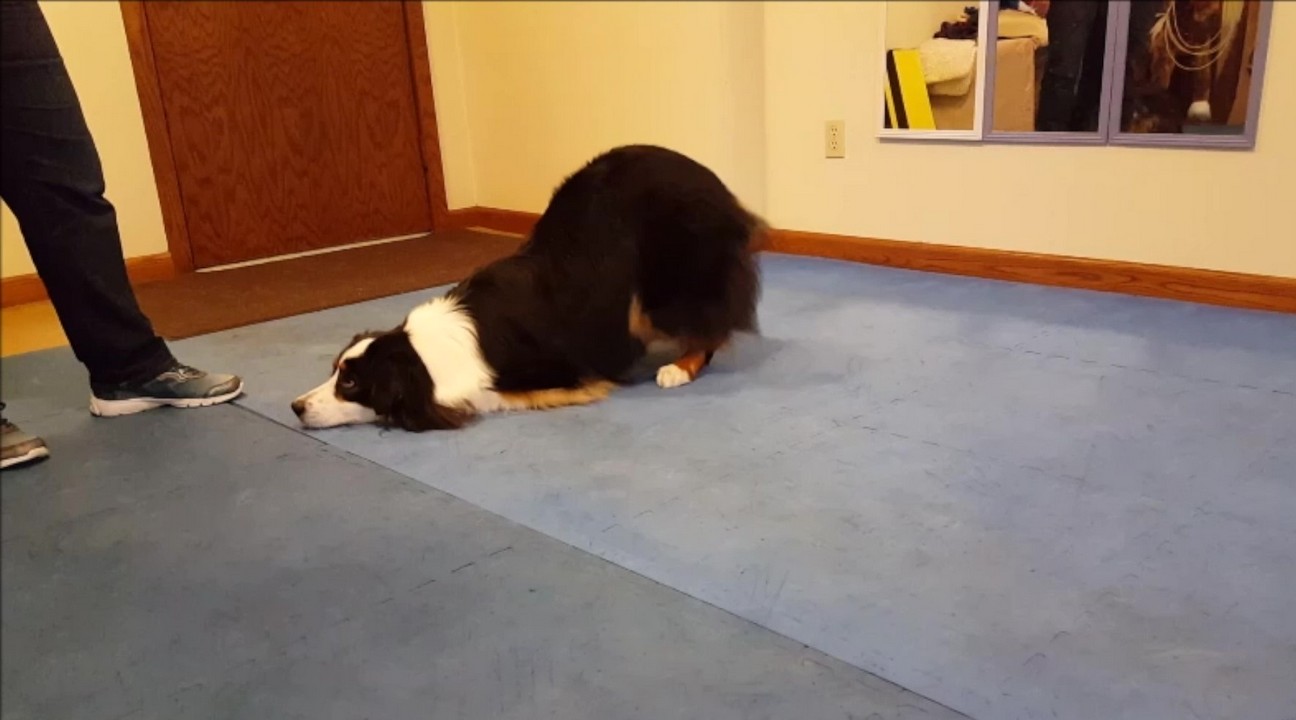 Featured image for “Michele Pouliot Teaches Bow from Down”