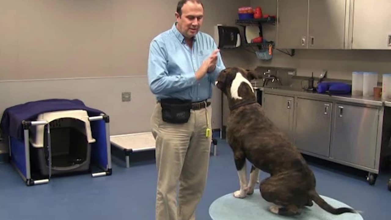 Featured image for “Teach Clapping as a Secondary Reinforcer”