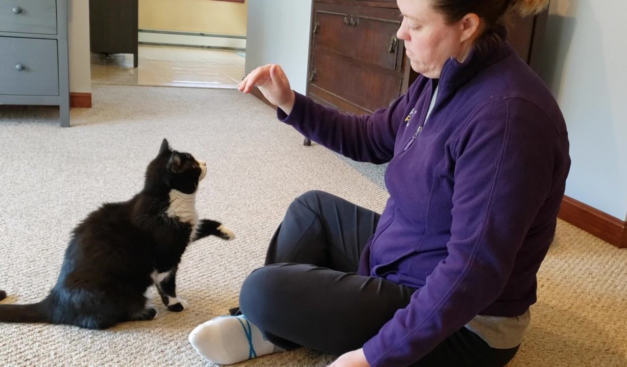 Featured image for “Teach Your Cat to Wave”