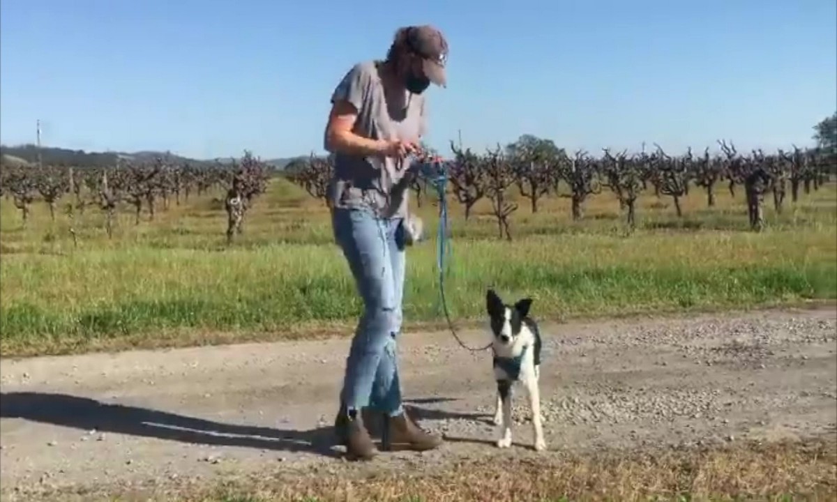 Featured image for “Teach Your Dog to “Leave It”: Part 2”