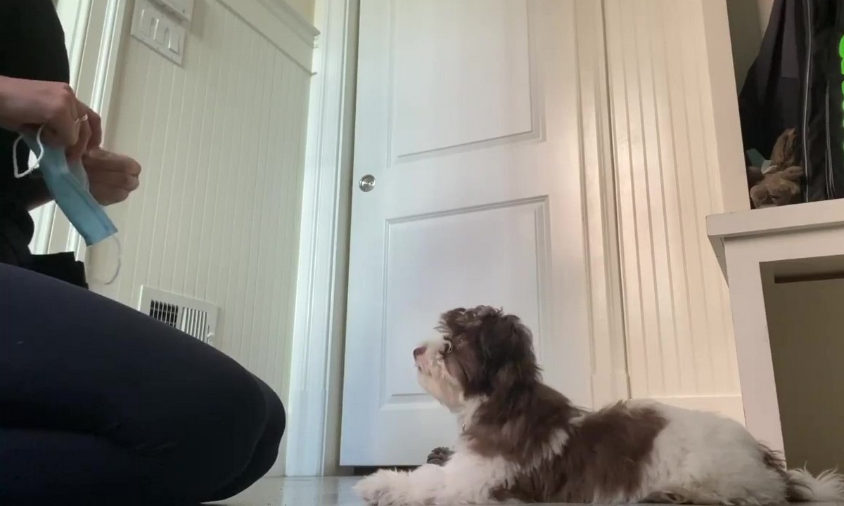 Featured image for “Teach Your Dog to “Leave It””