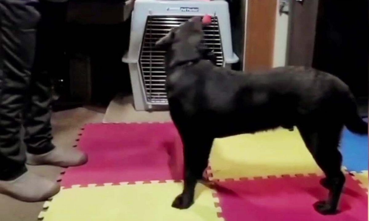 Featured image for “Teach Your Dog to Spin”