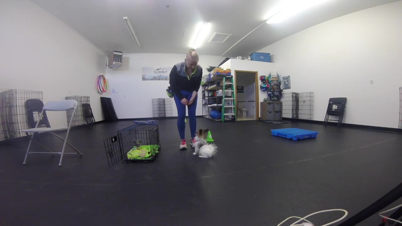 Featured image for “Teaching Foundation Behaviors: Name Cue”