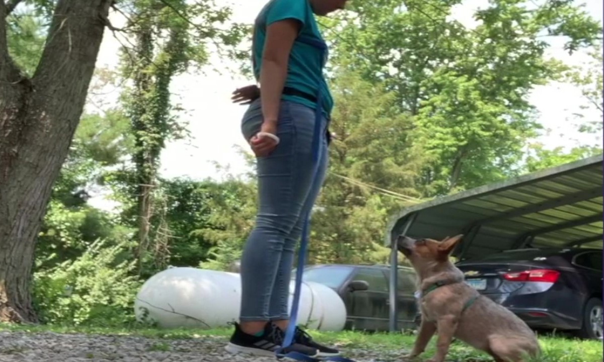 Featured image for “Teach Your Dog How to Give Eye Contact”