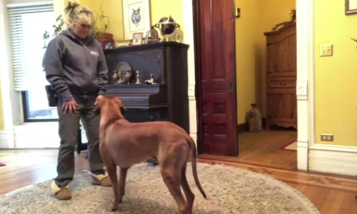 Featured image for “Teach Non-Verbal and Verbal Cues”