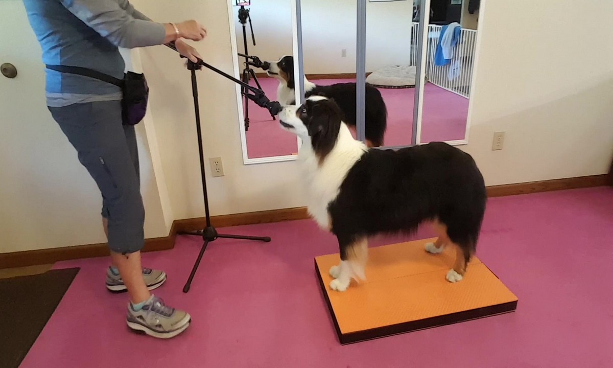 Featured image for “Teaching Trick Behaviors: Mic Targeting with Duration”