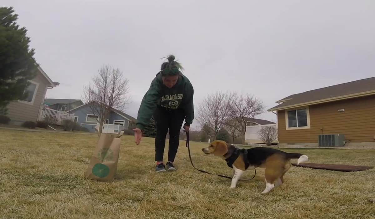 Featured image for “Helping Dogs Overcome the Fear of Objects”