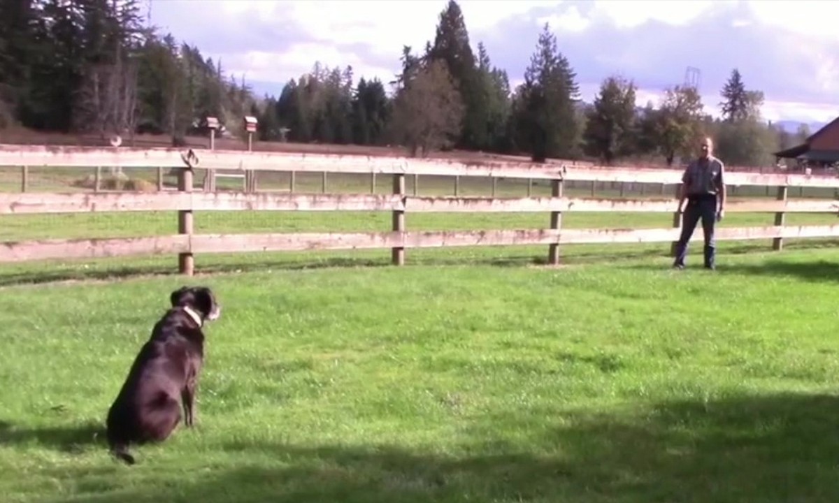 Featured image for “Training at a Distance”