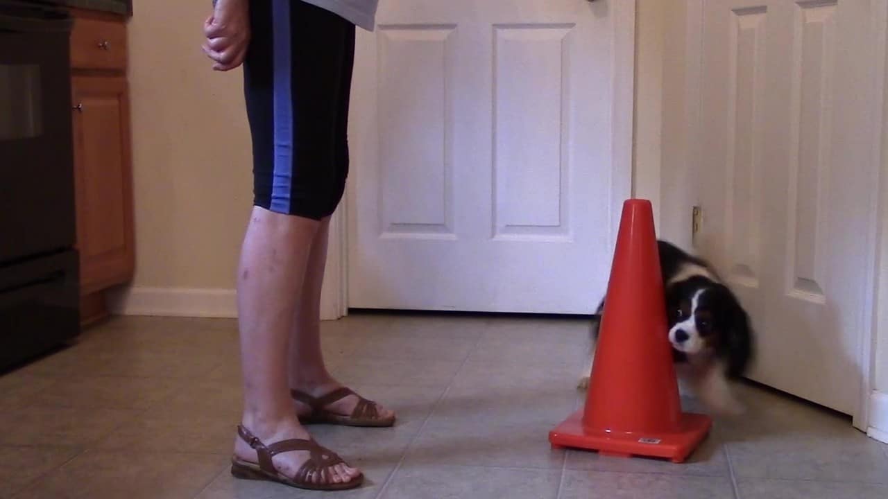 Featured image for “Teach Your Dog to Go Around an Object”