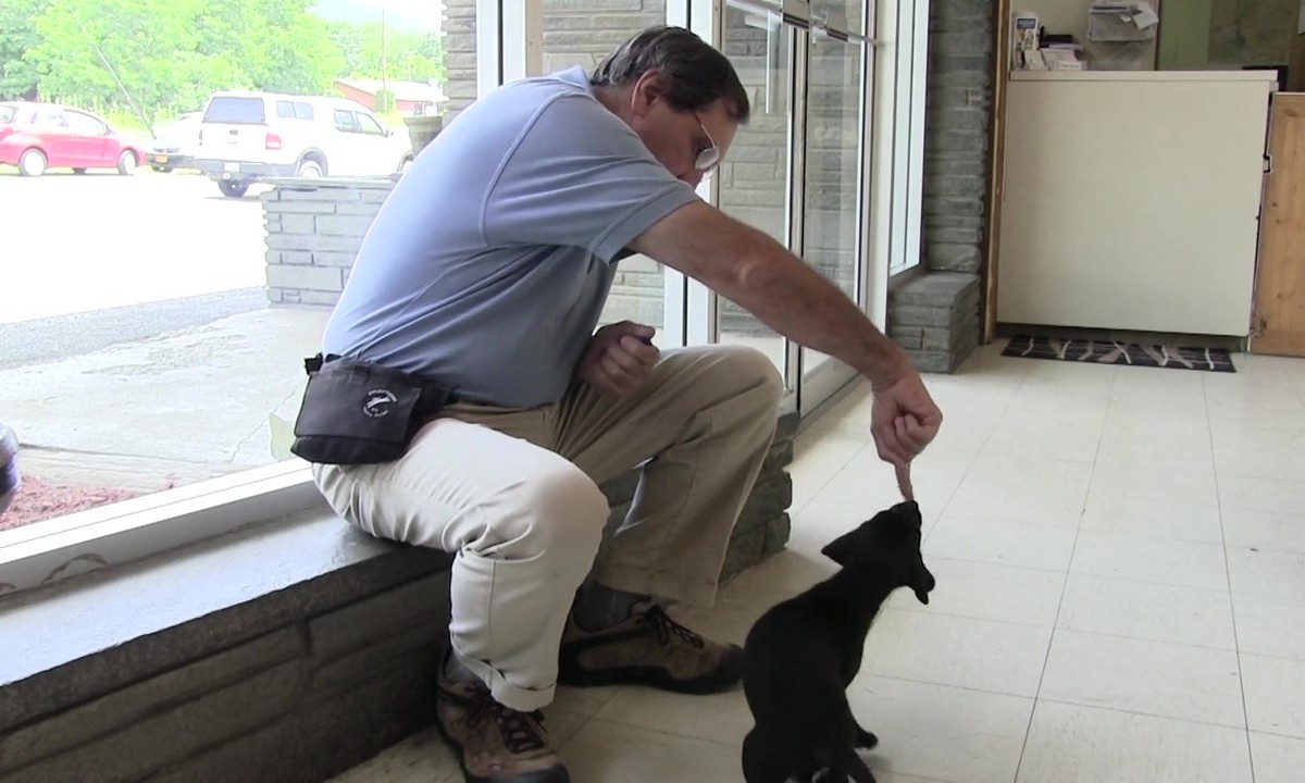 Featured image for “Training in the Shelter: Introduction to Targeting”