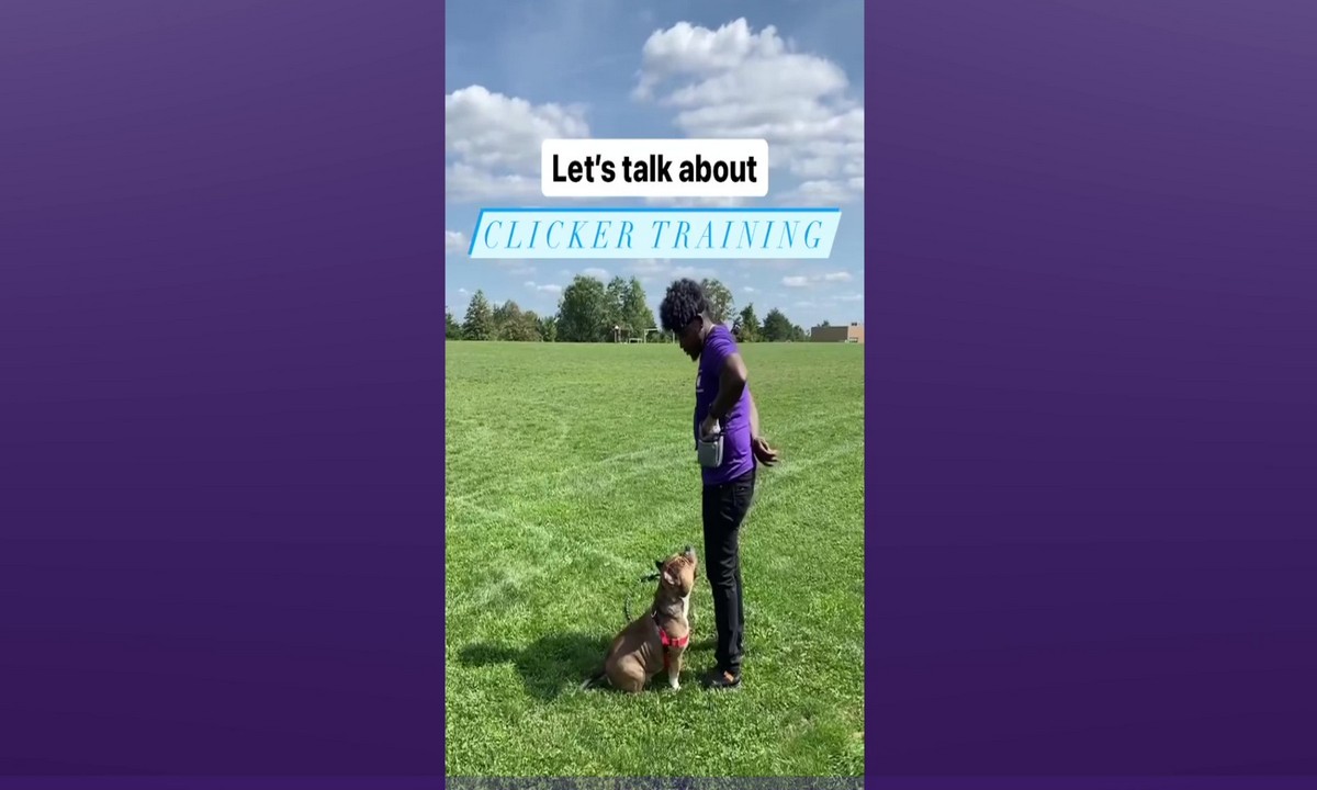 Featured image for “What is Clicker Training”