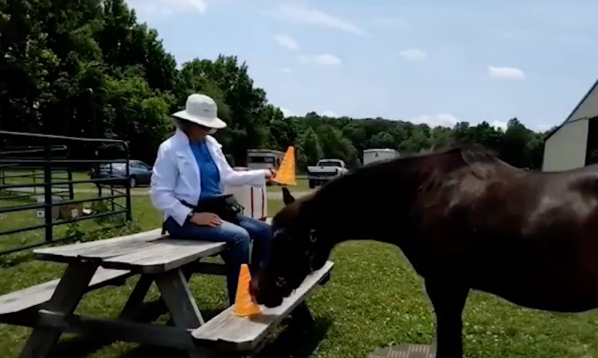 Featured image for “A Horse’s Match-to-Sample Adventure”