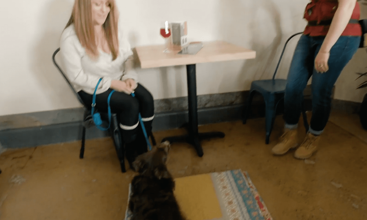 Featured image for “Adding Distractions to Foundational Skills”