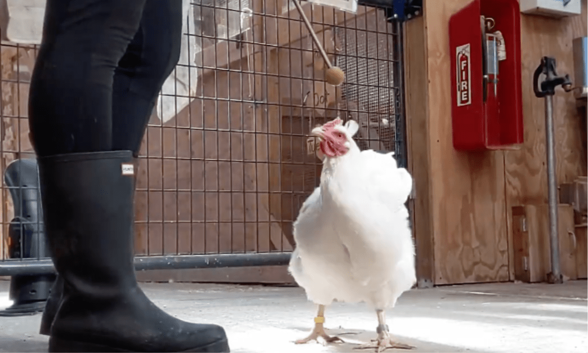 Featured image for “The Benefits of Working with Multiple Species”