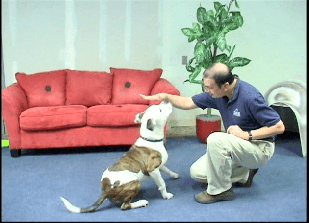 Featured image for “Teach Your Dog to Target”