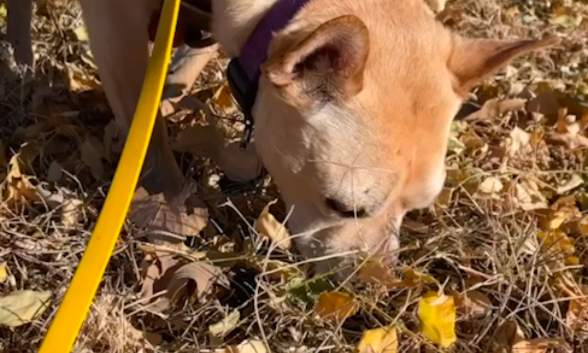 Featured image for “Fun and Games: Elevate Your Dog’s Walks”