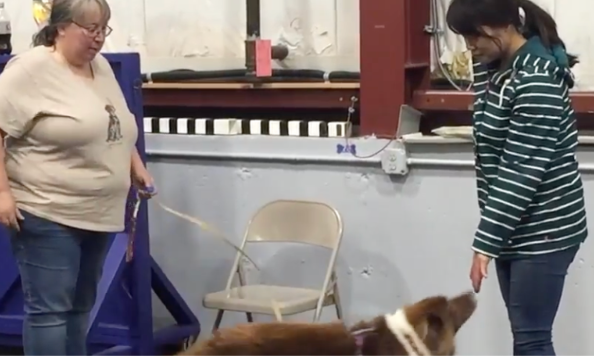 Featured image for “Polite Greetings: Teaching a Dog to Say Hi with a Hand Target”