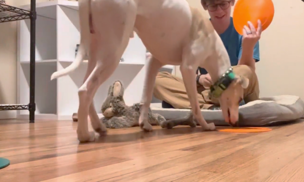 Featured image for “Indoor Enrichment”