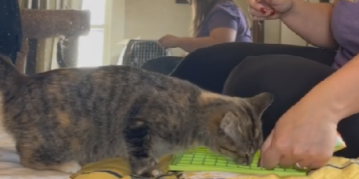 Featured image for “Stress-Free Injections: Helping Cats Be More Comfortable with At-Home Care”