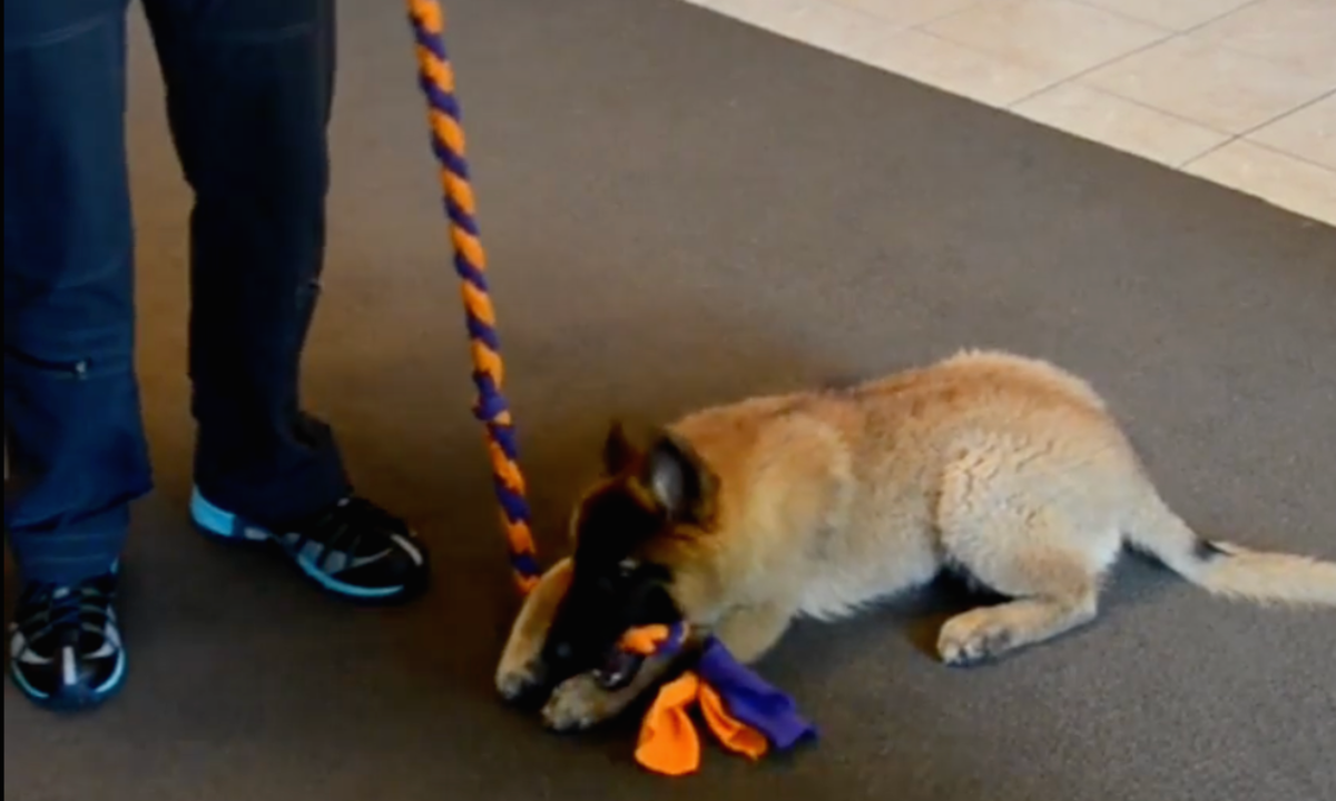 Featured image for “Puppy Biting”