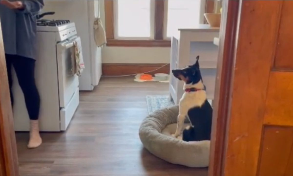 Featured image for “Teach an Alternative Behavior to Jumping”