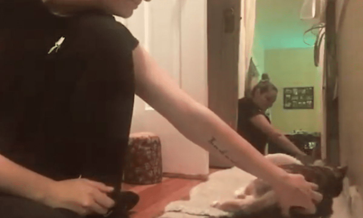 Featured image for “The Power of Tactile Reinforcement in Cat Training”