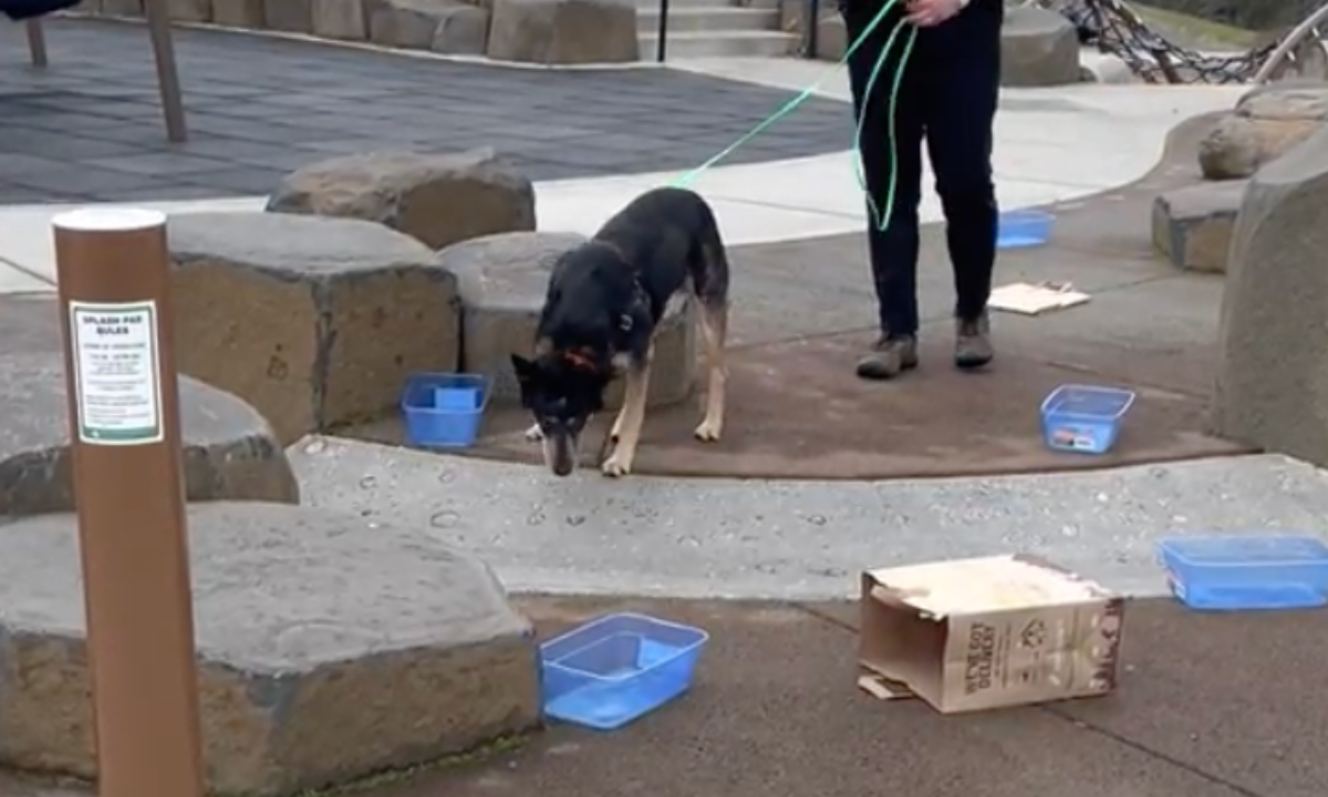 Featured image for “Unleashing Confidence: Nose Work Skills for Shy Dogs”