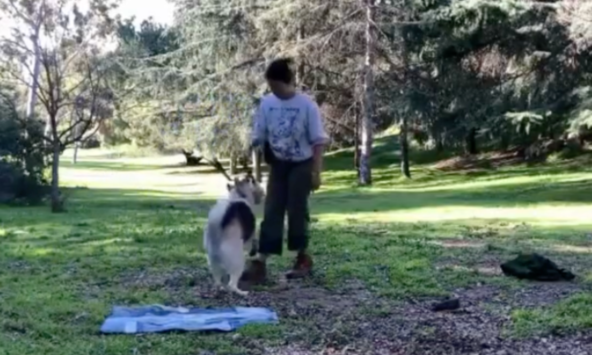 Featured image for “Using Non-Food Reinforcers for Training Outdoors”