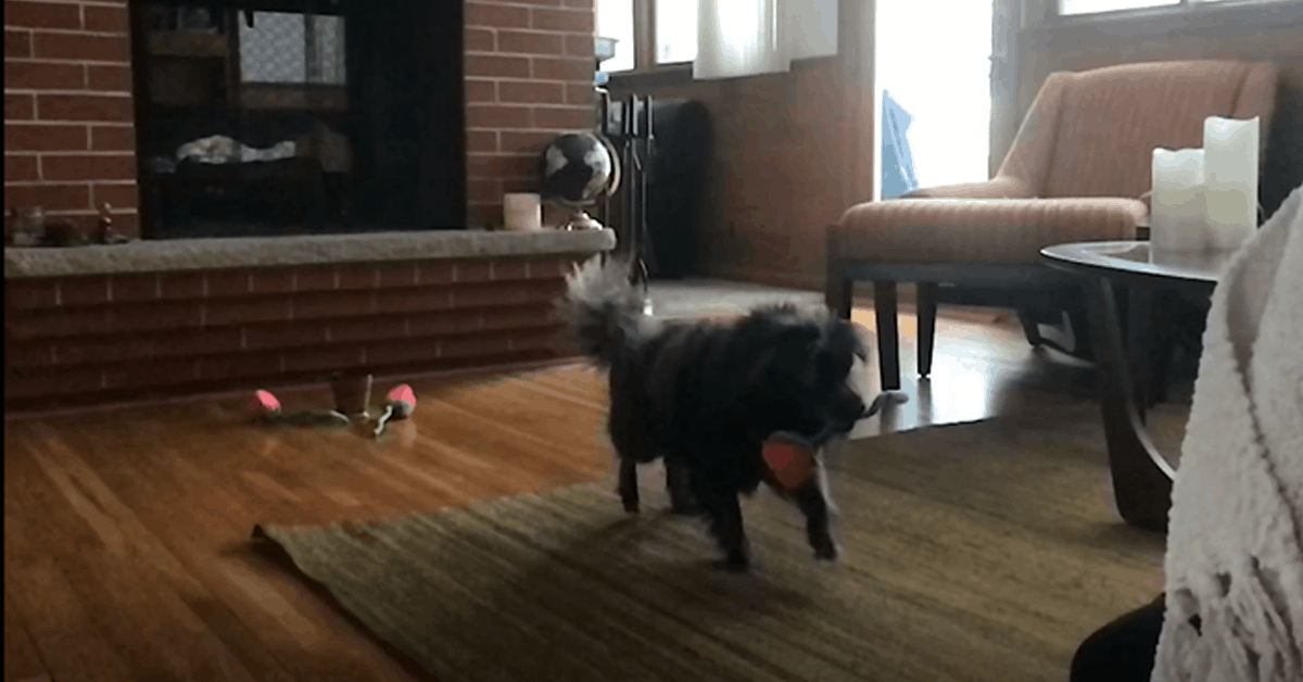 Featured image for “Dog Saves Valentine’s Day”