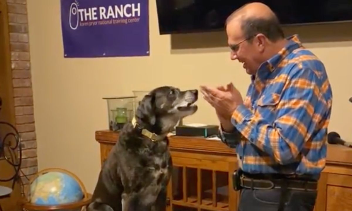 Featured image for “What Is a Natural Reinforcer?”